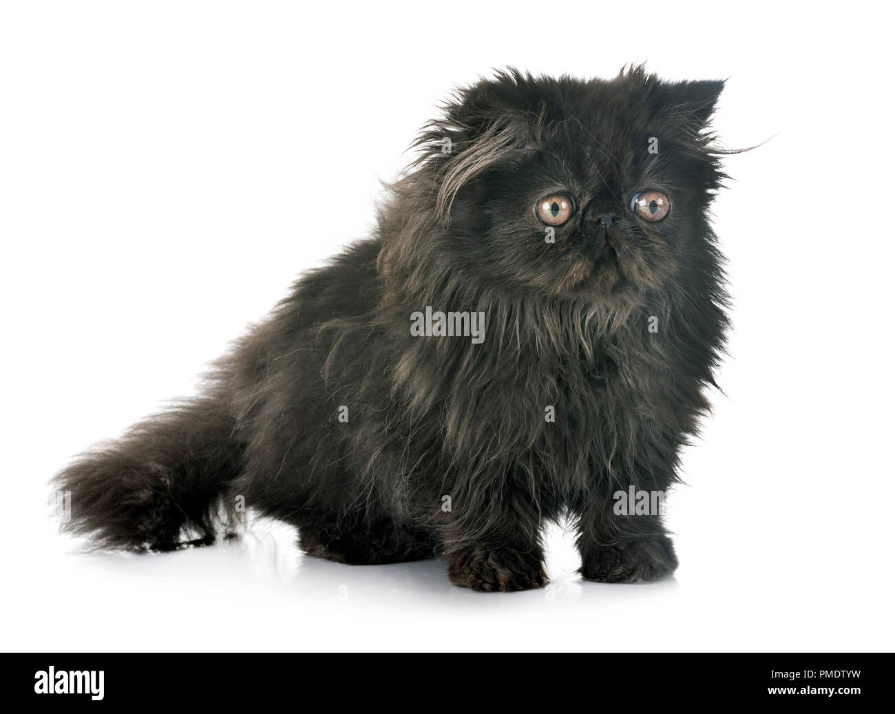 Black Persian Kitten In Front Of White Background Stock Photo