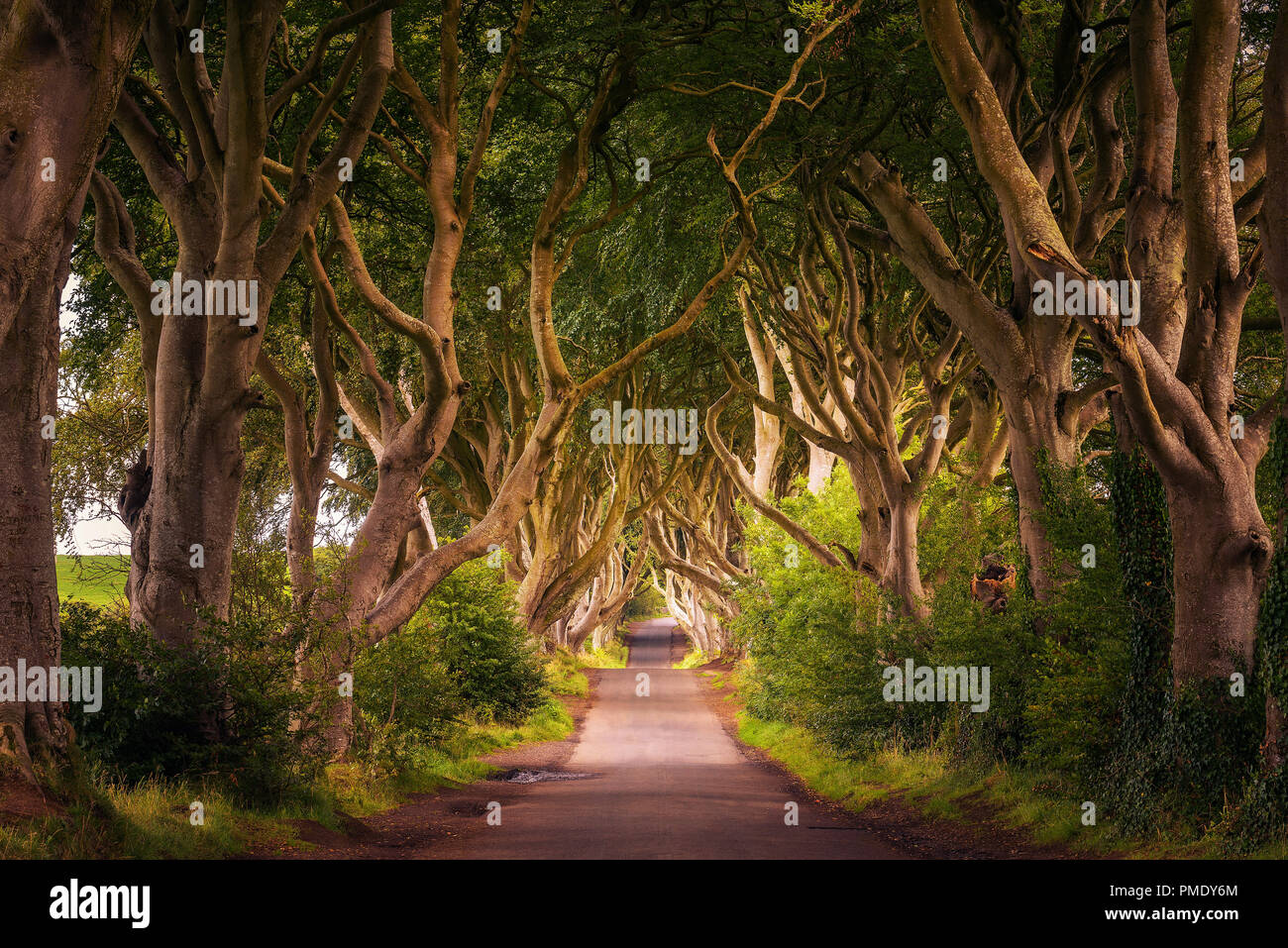 Road through the Dark Hedges tree tunnel at sunset in Ballymoney ...