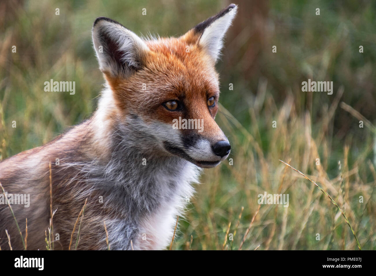 Male Red Fox portrait Stock Photo