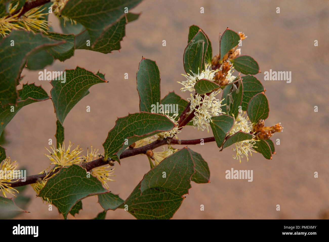 Hakea prostrata, Harsh Hakea Stock Photo