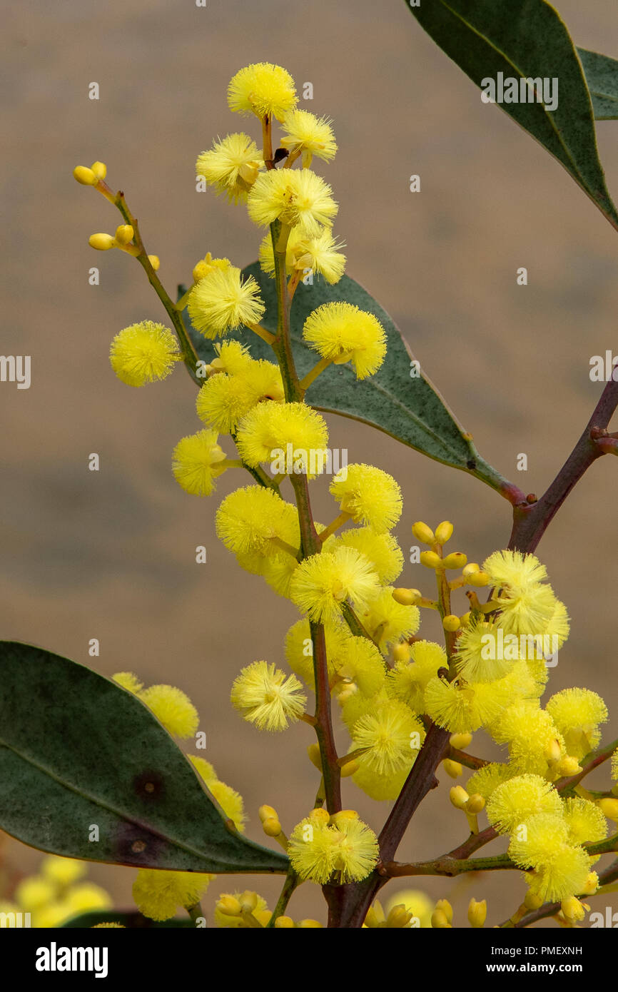 Acacia myrtlifolia, Myrtle Wattle Stock Photo