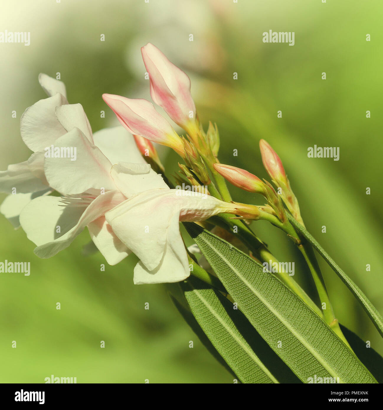 White oleander blossoms growing in a garden. Stock Photo