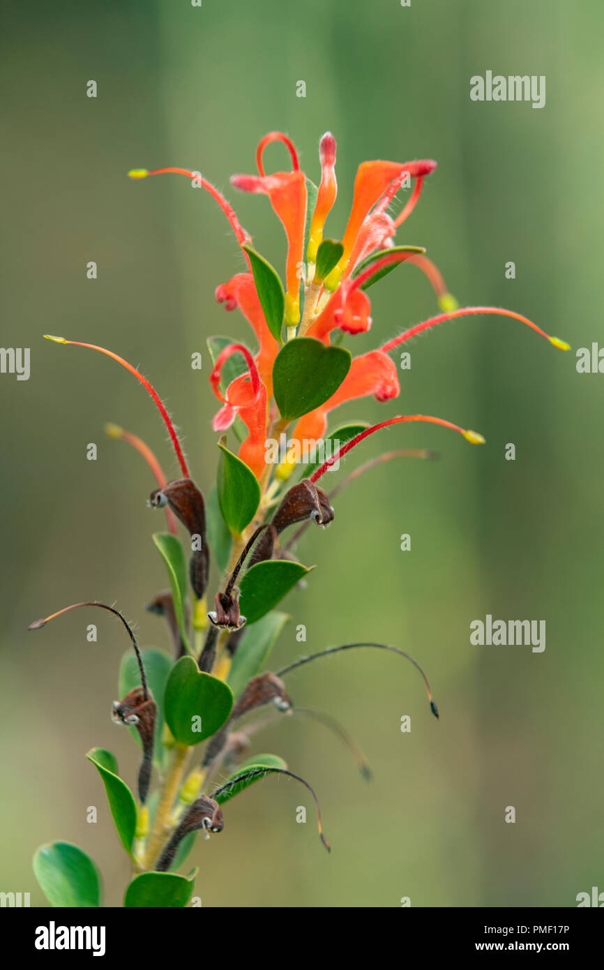 Adenanthos obovatus, Basket Flower Stock Photo