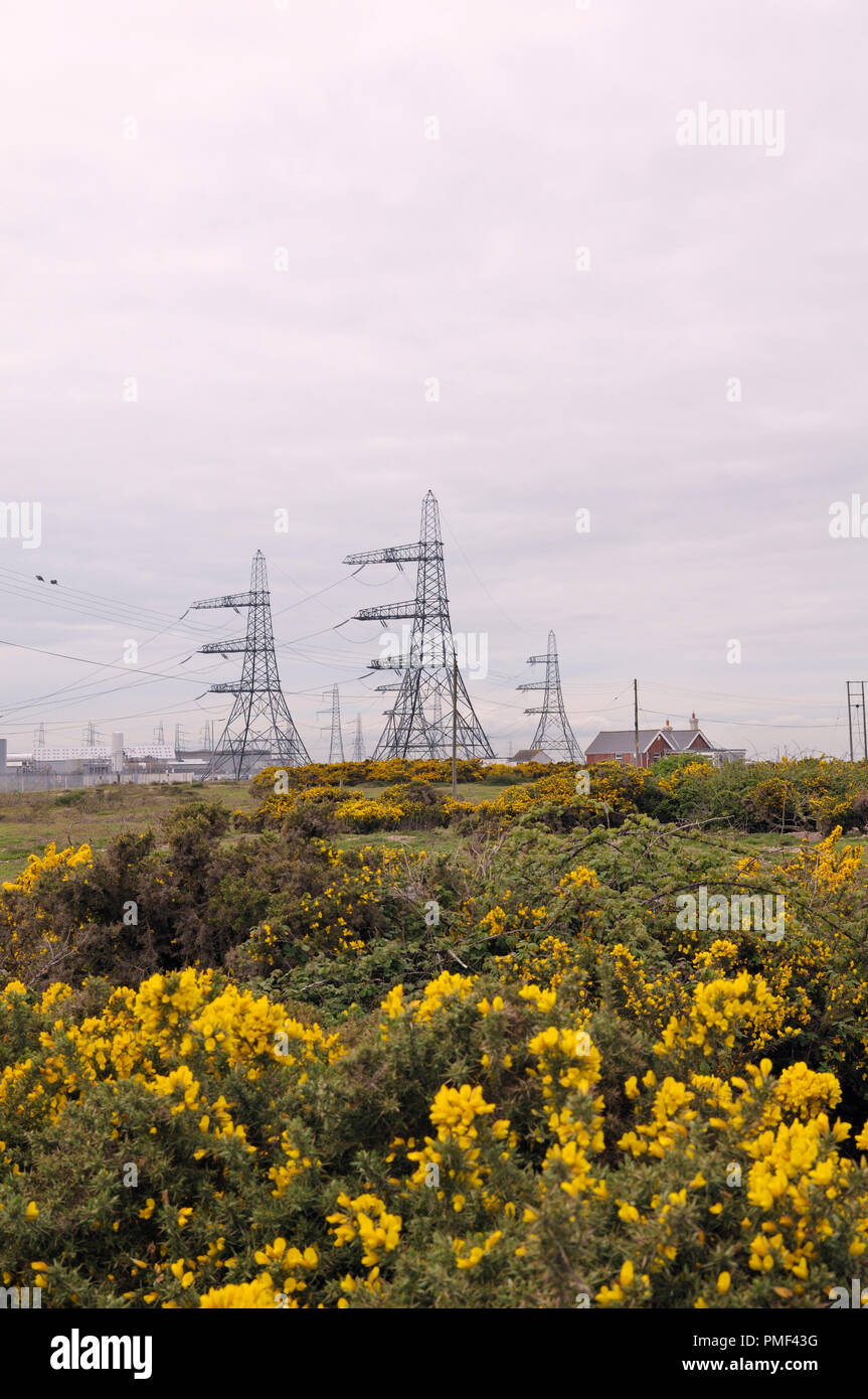 Electricity pylons and yellow flowering gorse at Dungeness, Kent, England, UK Stock Photo