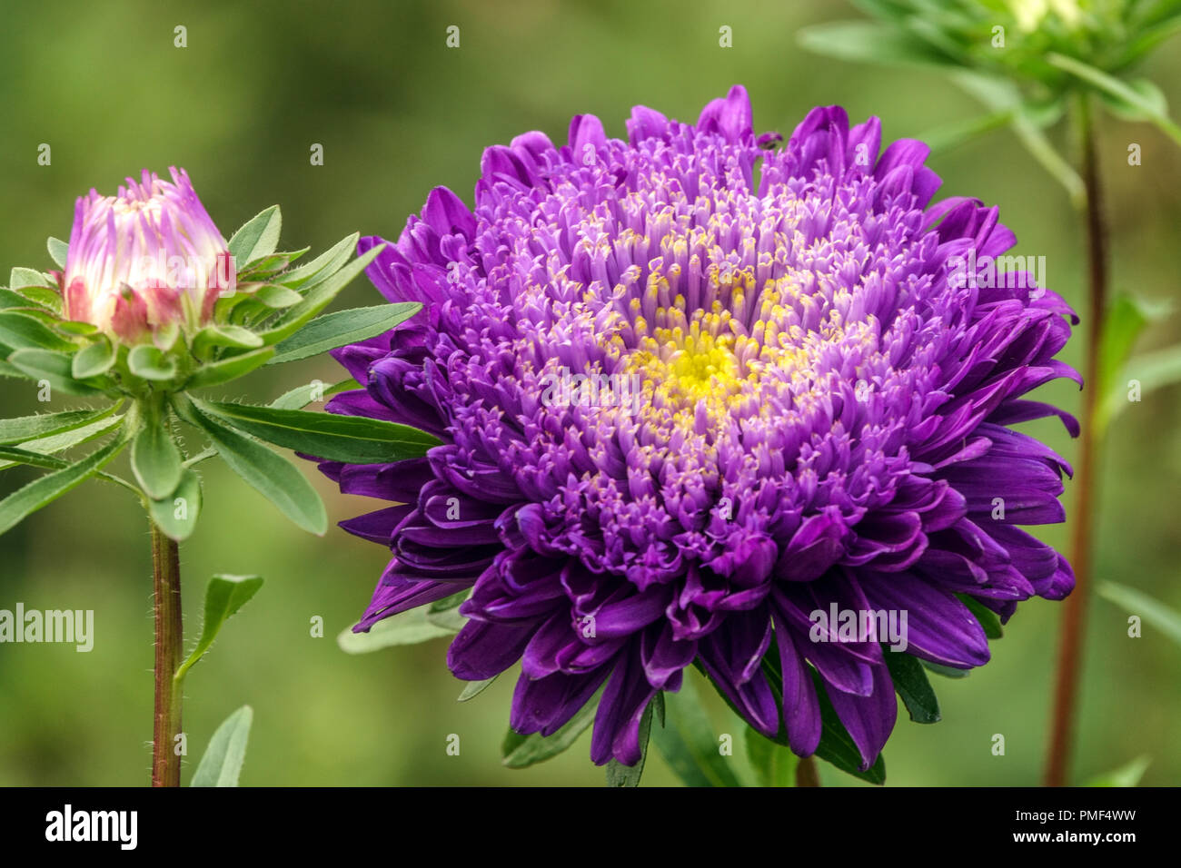 Blue China aster, Callistephus chinensis flower Matador Tiefblau Stock Photo