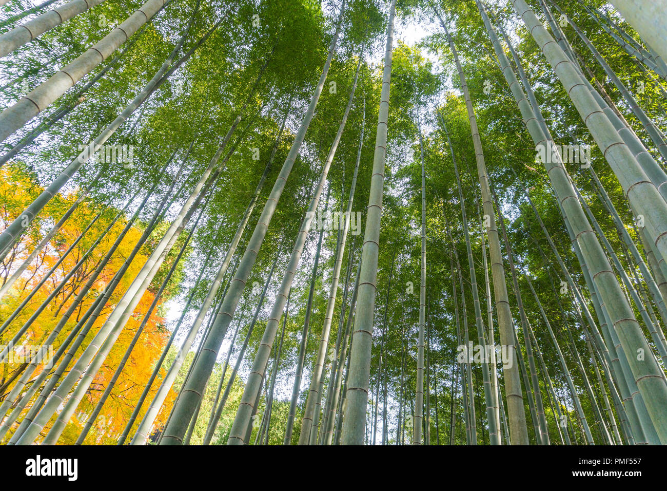 Japanese bamboo forest in autunm at arashiyama kyoto japan Stock Photo