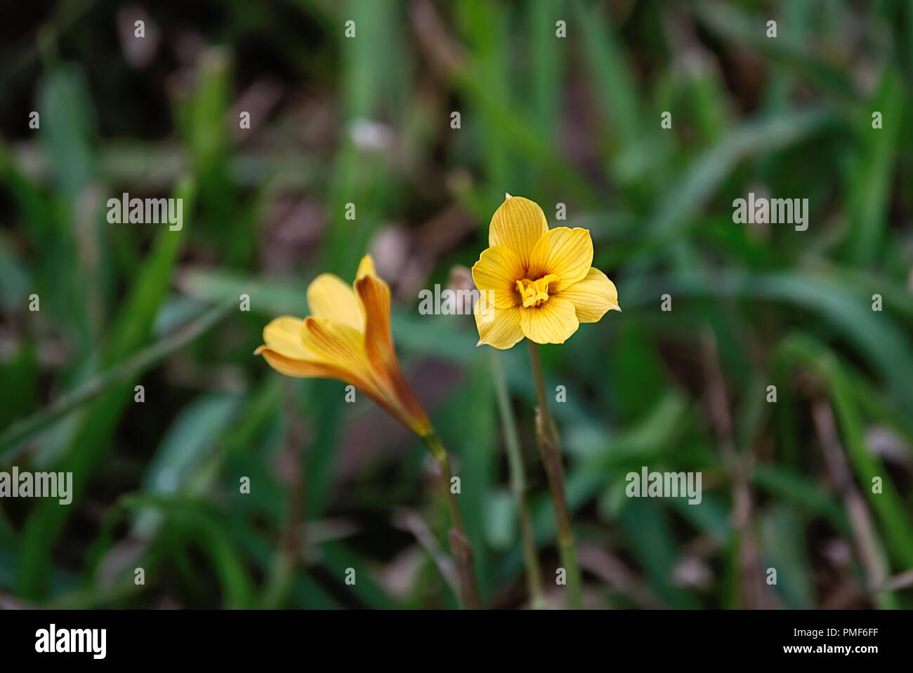 Tall stem hi-res stock photography and images - Alamy