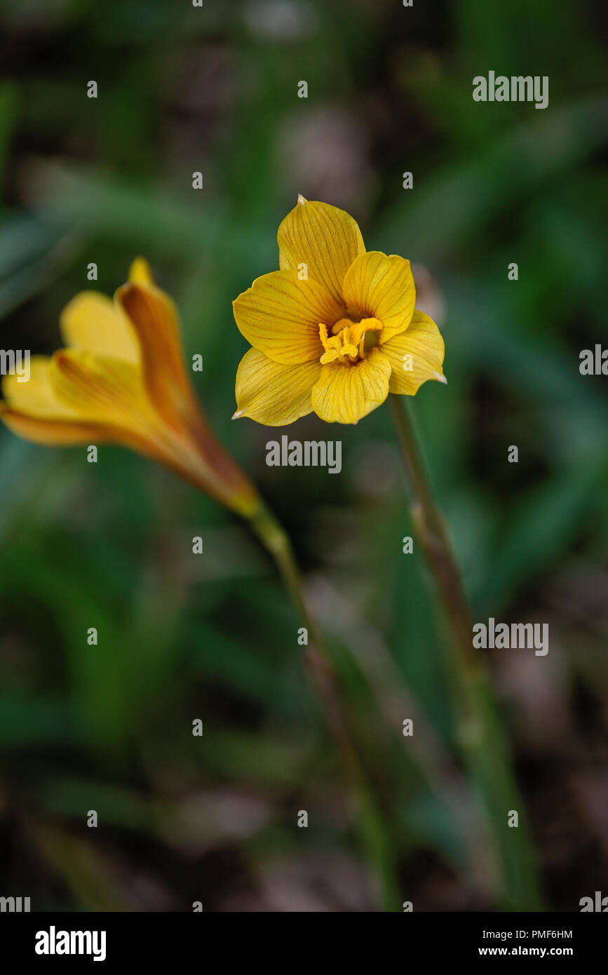 Tall stem hi-res stock photography and images - Alamy
