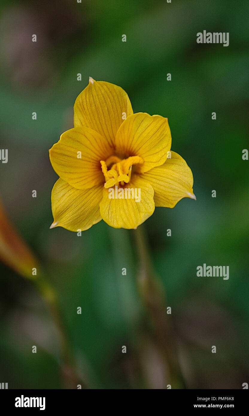 Tall stem hi-res stock photography and images - Alamy