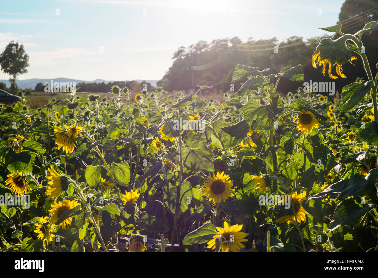 Sunflower field Stock Photo