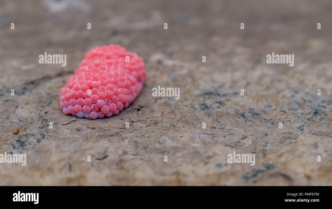 pink eggs of snail Pomacea canaliculata Lamarck. this snail is pest for