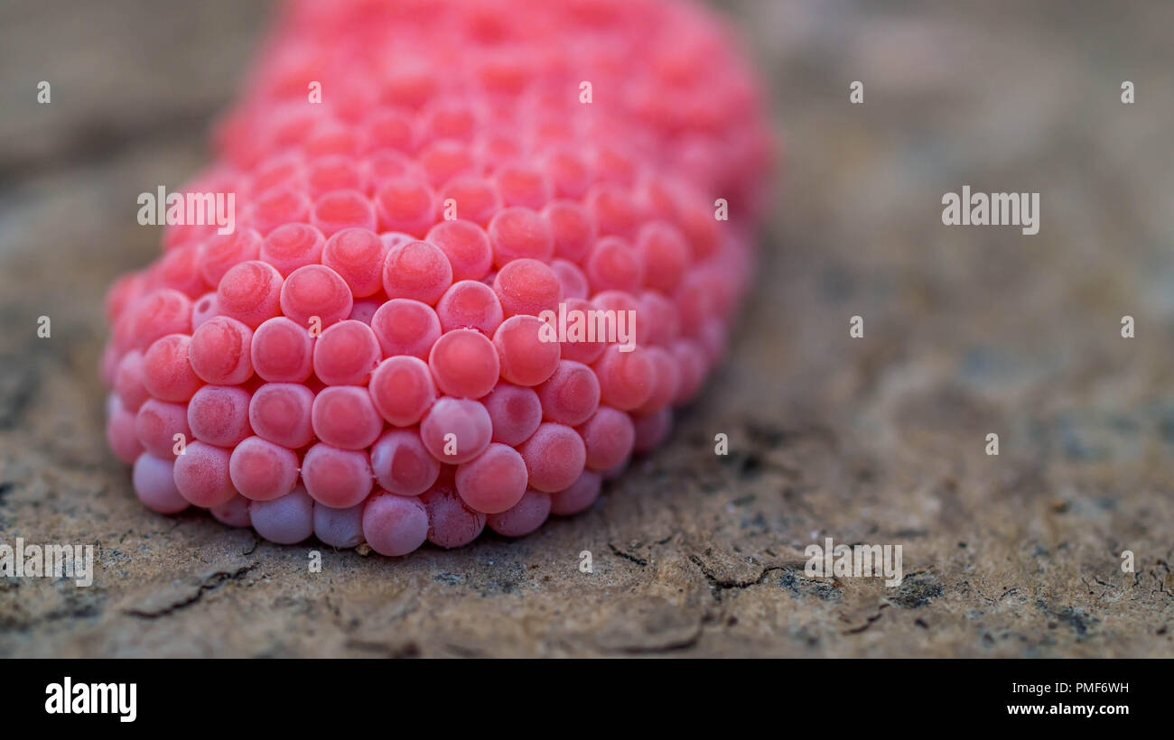 pink eggs of snail Pomacea canaliculata Lamarck. this snail is pest for rice plant Stock Photo