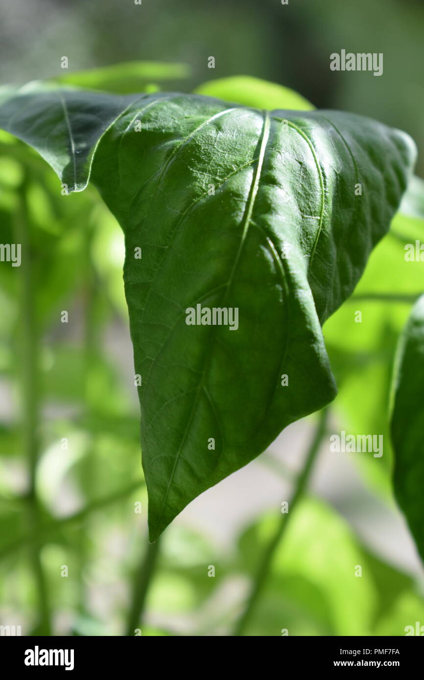 Chilli plant in sunlight Stock Photo Alamy