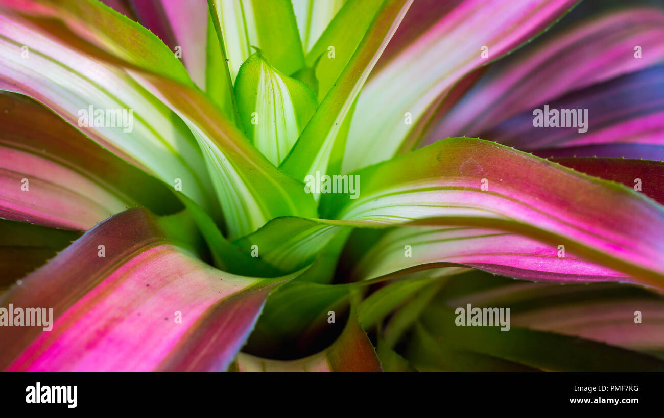 detail of colorful bromelia tricolor. this plant can be used as focal point of a garden Stock Photo