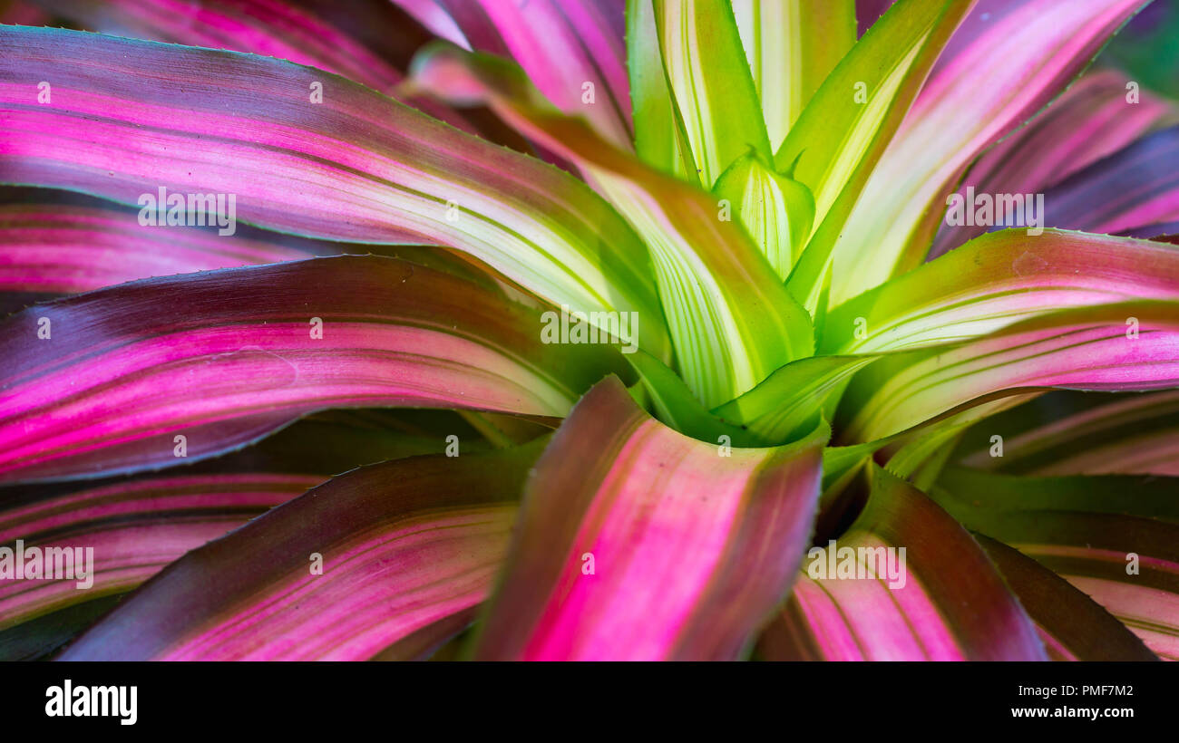 detail of colorful bromelia tricolor. this plant can be used as focal point of a garden Stock Photo