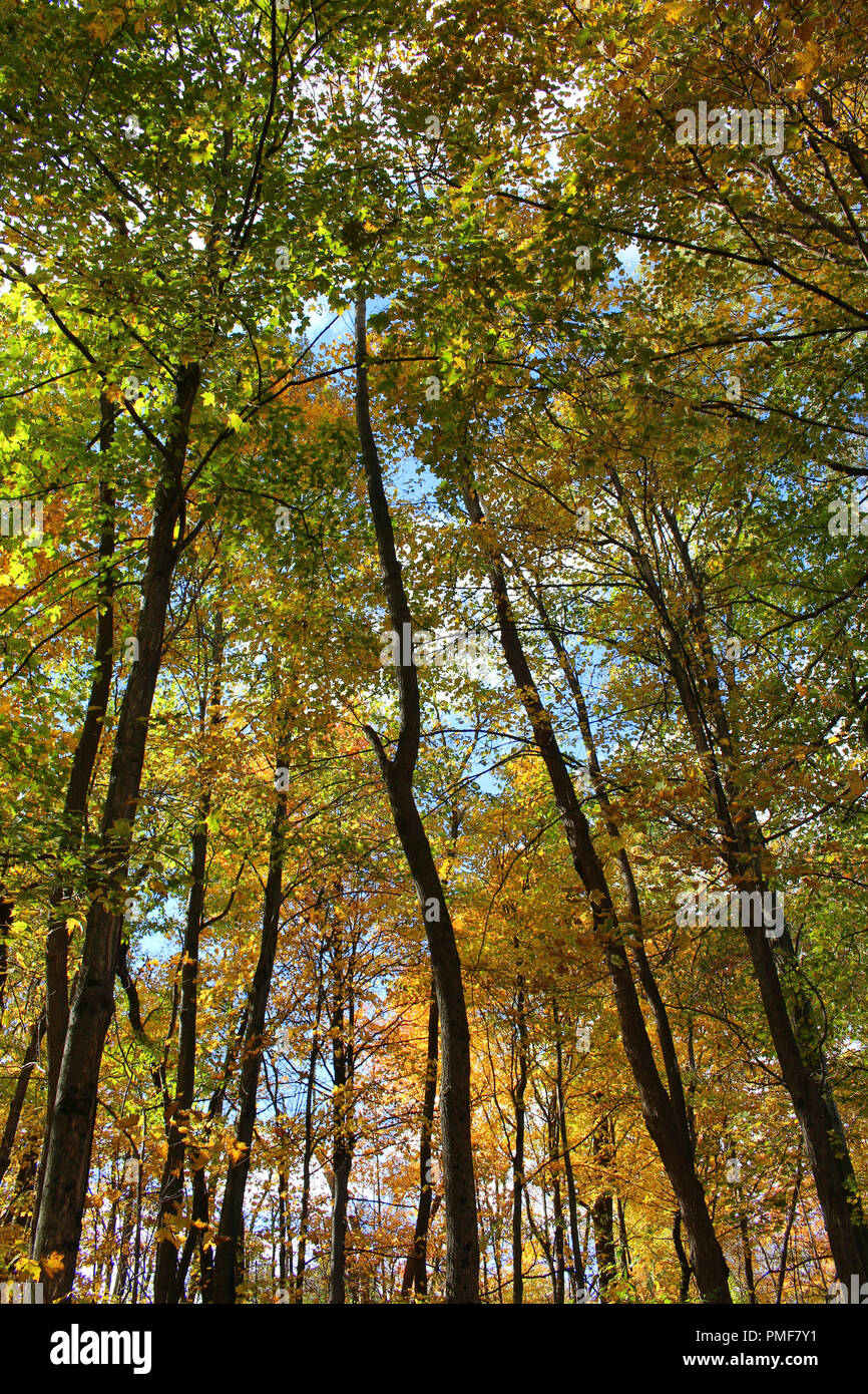 Upward shot of tall trees in a forest with fall foliage with varying shades of yellow, orange and green, in Kenosha, Wisconsin, USA Stock Photo