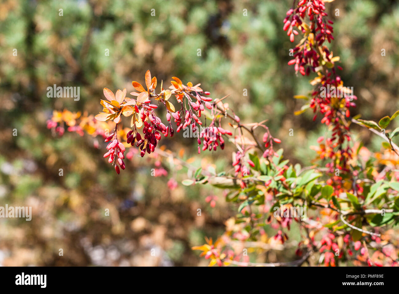 twig of barberry shrub with ripe fruits in sunny autumn day Stock Photo