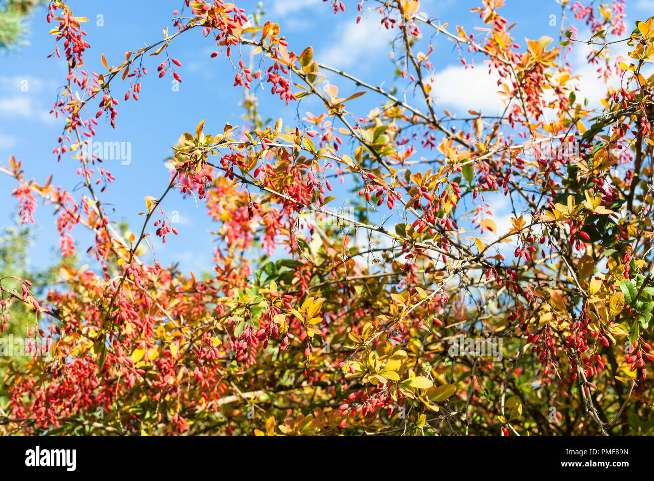 colorful barberry shrub with ripe fruits in sunny autumn day Stock Photo