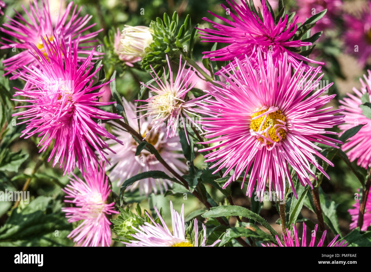 Aster chinensis hires stock photography and images Alamy