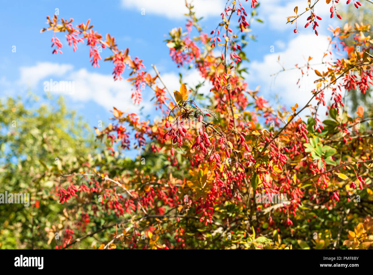 colorful branches of barberry bush with ripe fruits in sunny autumn day Stock Photo