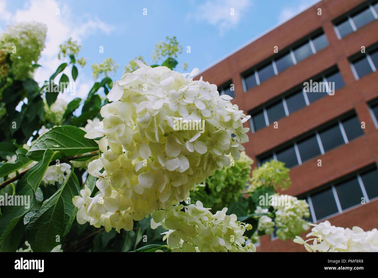 Secrets Of A Seed Scatterer Hydrangea Quercifolia Is A Native Treat
