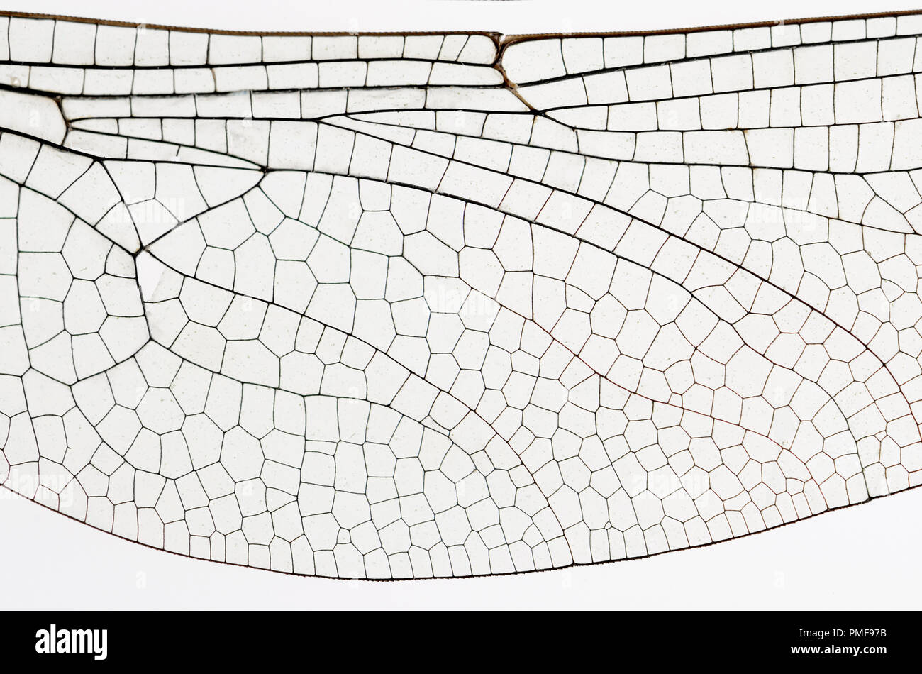 Wing of the Common Darter Dragonfly (Sympetrum striolatum) from a dead