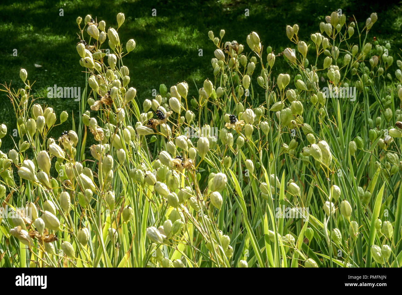 Belamcanda chinensis or Iris domestica  seed pods Stock Photo