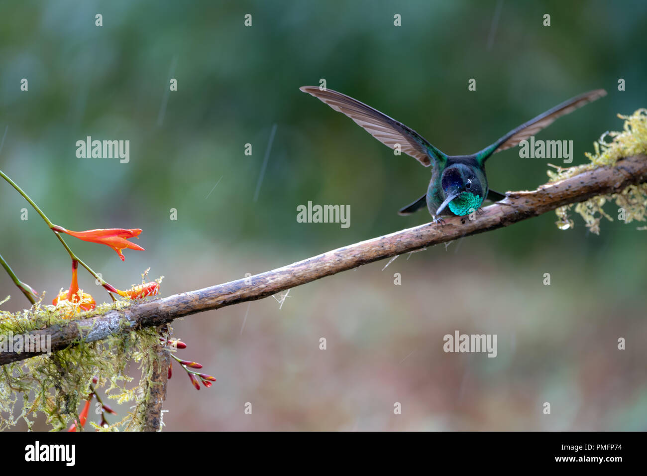 Talamanca hummingbird (Eugenes spectabilis) in Costa Rica Stock Photo