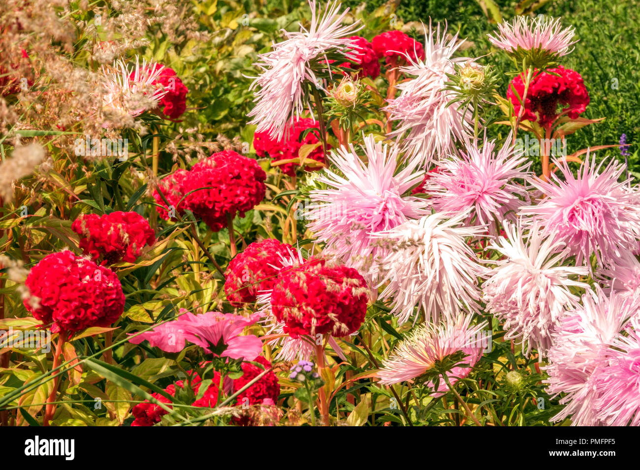 Mix Red Celosia and Pink China Aster Callistephus chinensis ' Irma ' Stock Photo