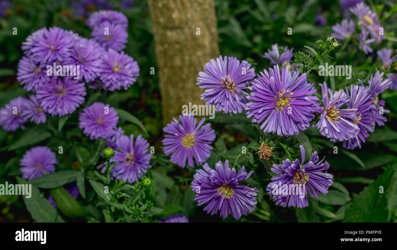beautiful purple flower in the garden Stock Photo