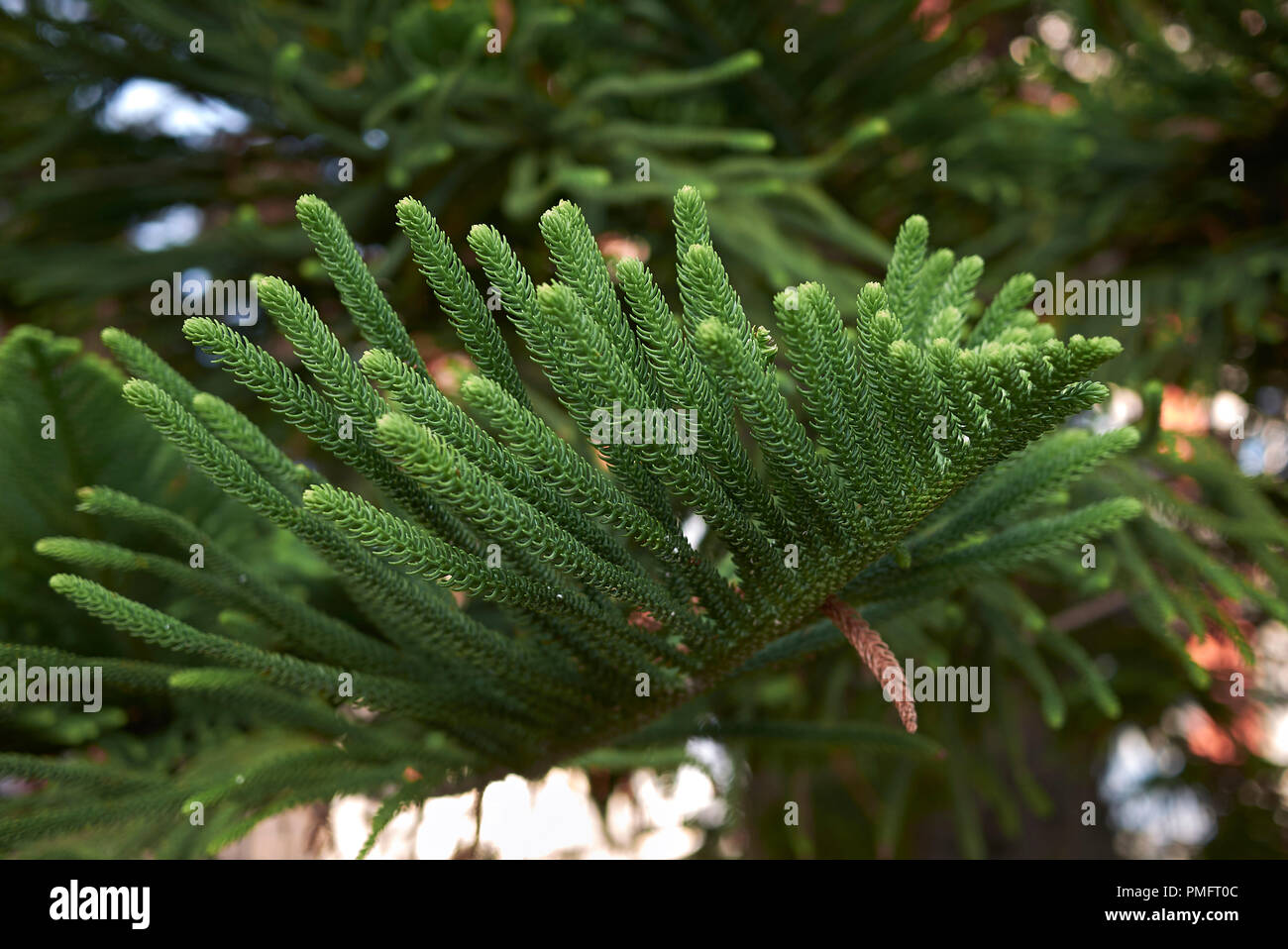 Araucaria imbricata hi-res stock photography and images - Alamy
