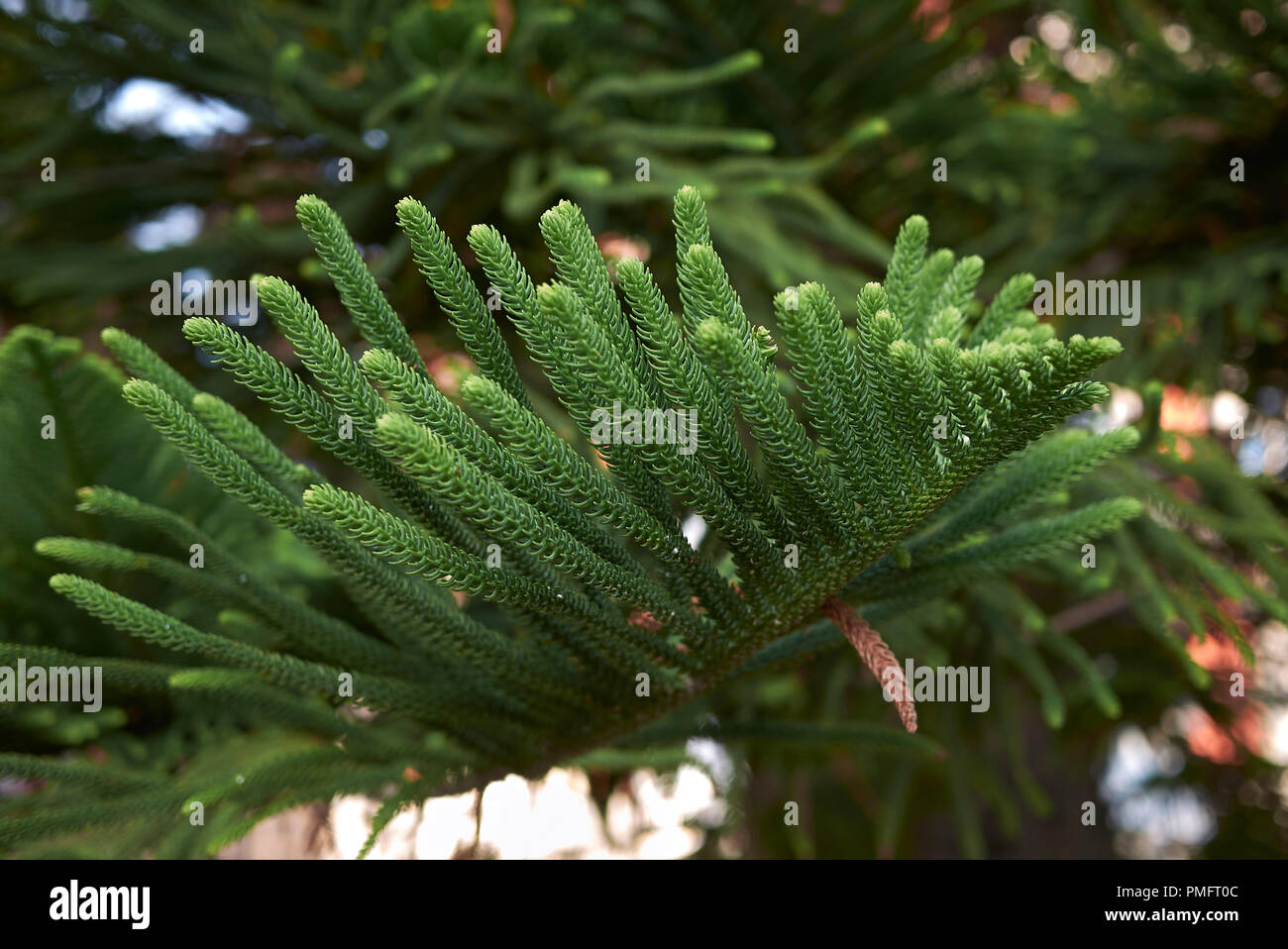 Araucaria heterophylla Stock Photo