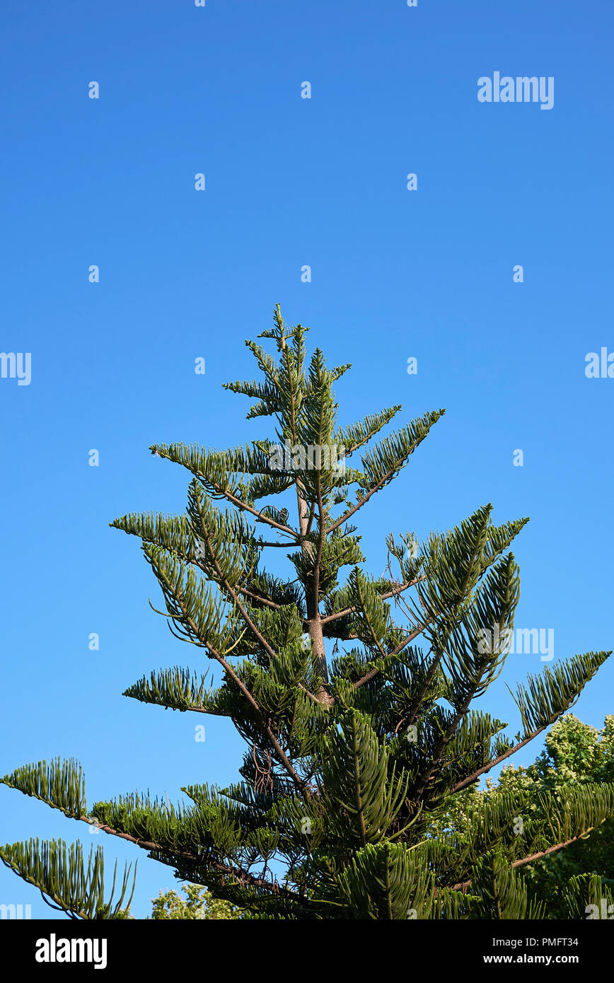 Araucaria heterophylla Stock Photo Alamy