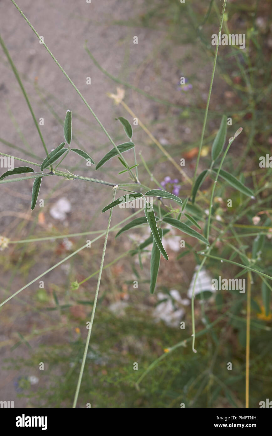 Bituminaria bituminosa plant Stock Photo