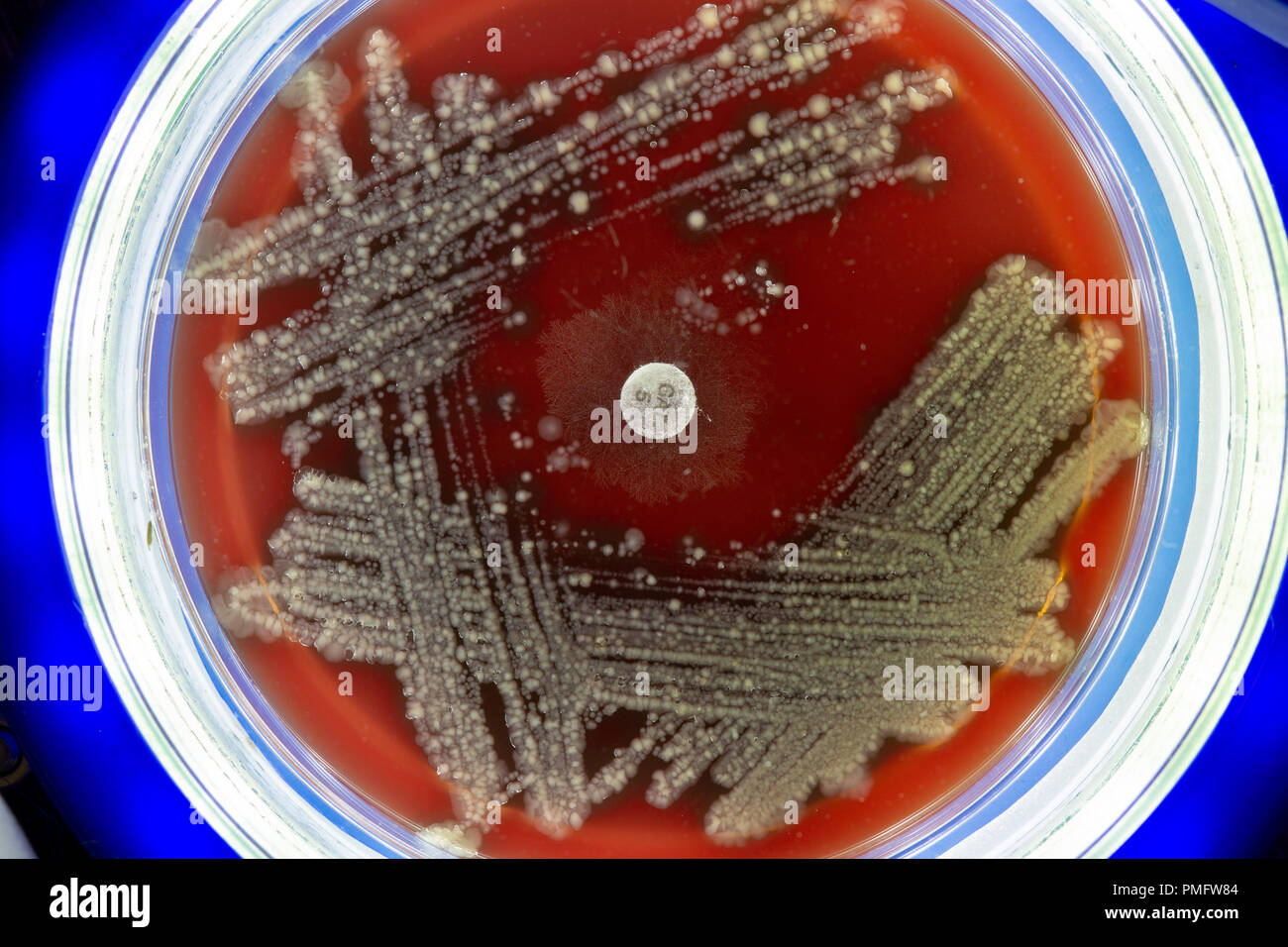 Petri dish with colonies of microbes Stock Photo