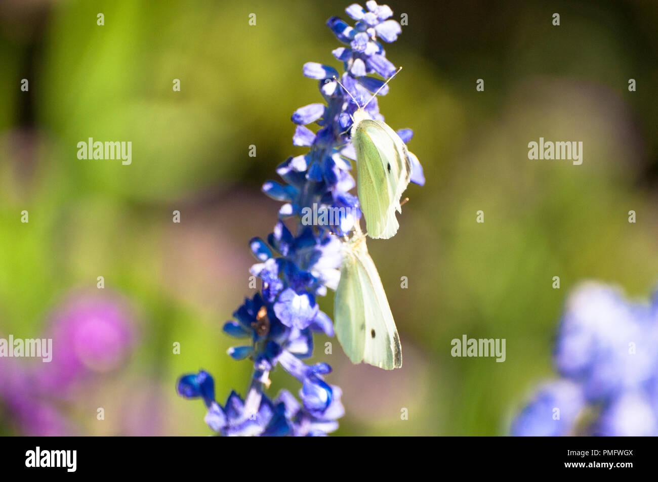 English Lavender plant blooming on meadow with two white butterflies perching on it Stock Photo