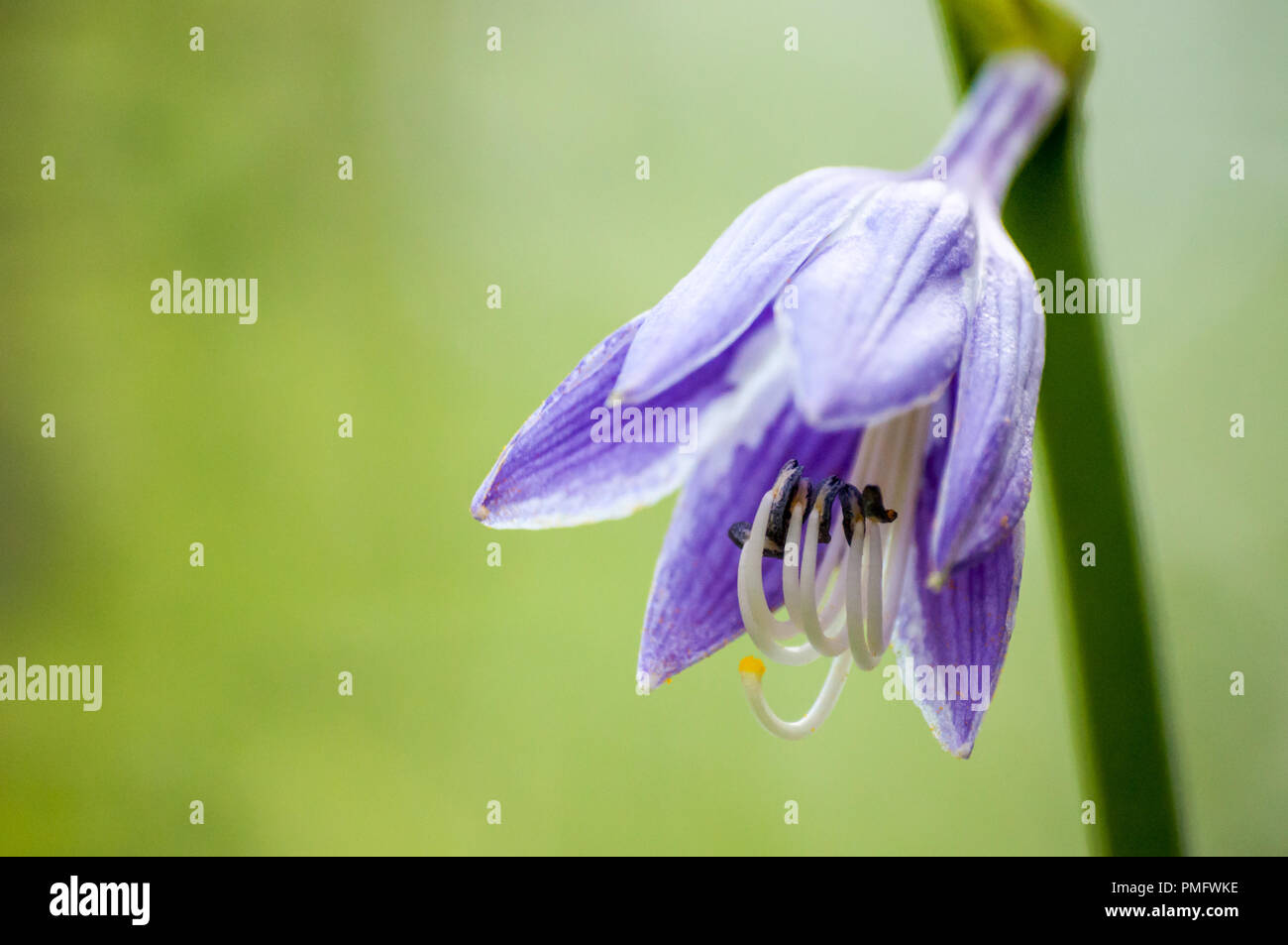 Close-up of bellflower in bloom Stock Photo