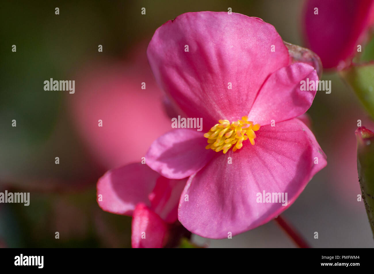Close-up of pink Begonia L. flower in bloom Stock Photo