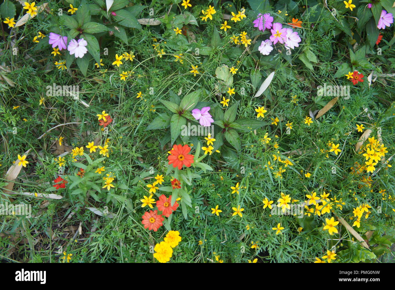 massif de fleurs des champs multicolores, a massif of multicoloured field flowers, ein Massiv aus bunten Feldblumen,  un macizo de flores de campo mul Stock Photo