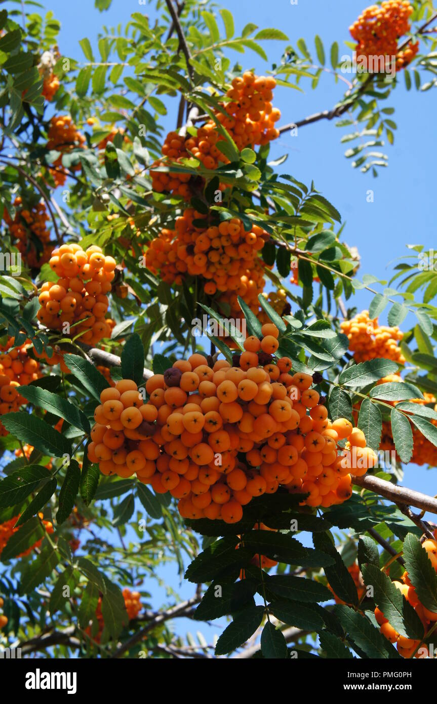 Fruits oranges du Sorbus aucuparia, Rosaceae Sorbier des oiseaux, Sorbier des oiseleurs, orange fruits of rowan, mountain-ash Stock Photo
