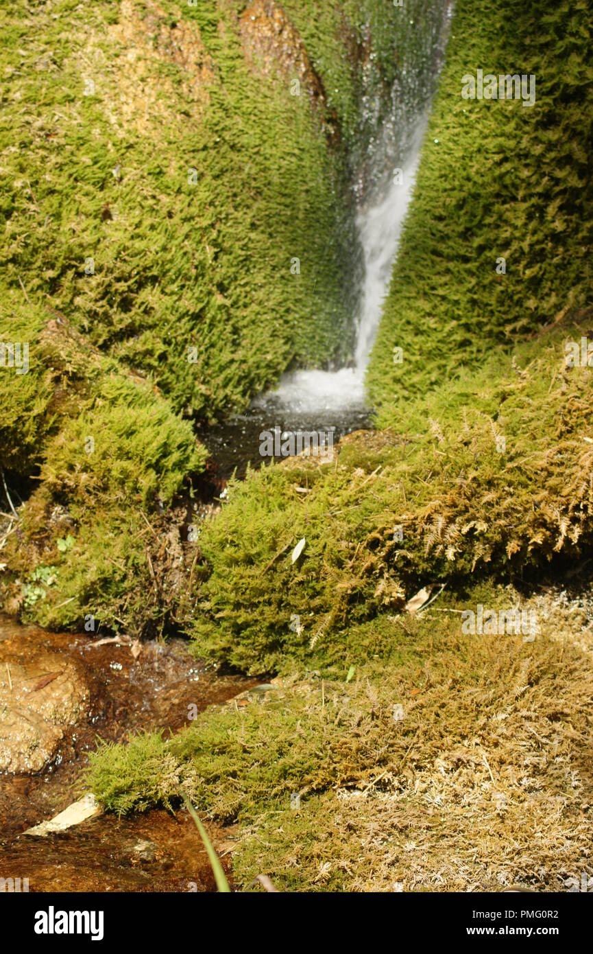 décoration végétale avec une chute d'eau dans un jardin sur des pierres rondes recouvertes d'un tapis de mousse epaisse, plant decoration with a water Stock Photo