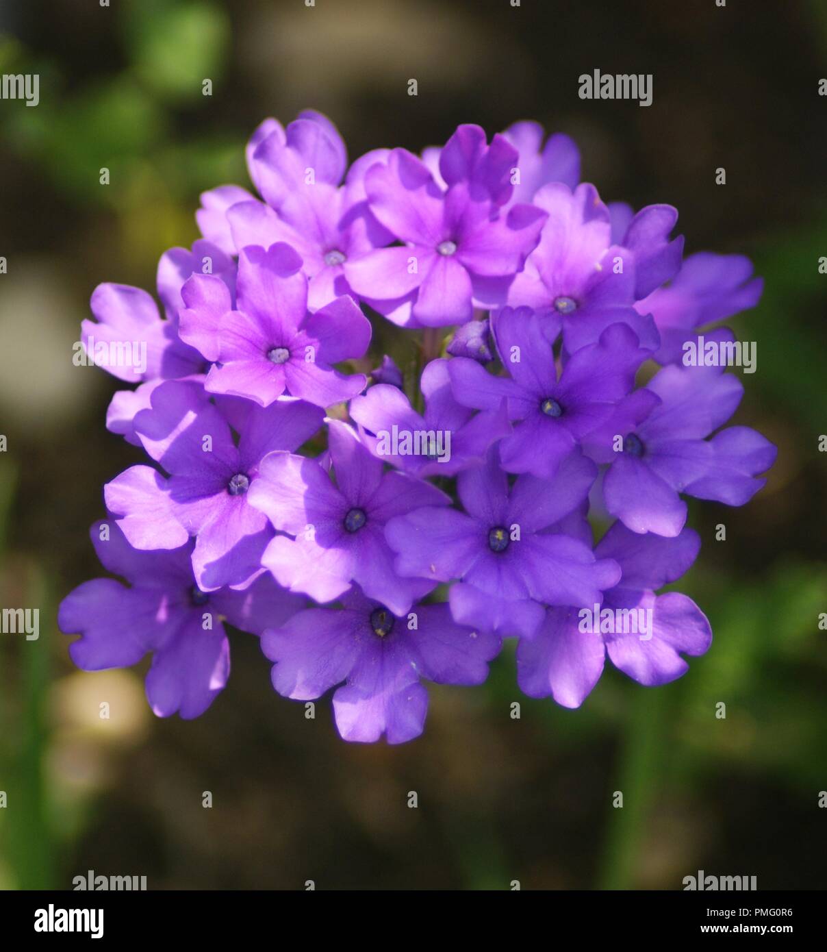 gros plan d'une fleur violette et rose de verveine, verveine officinale,  close up of a purple slender vervain, tuberous vervain, Verbenaceae Stock  Photo - Alamy