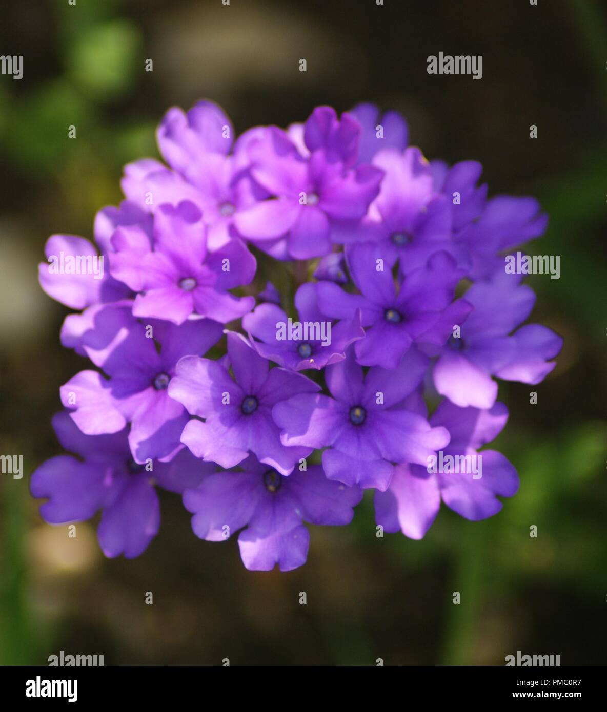 gros plan d'une fleur violette et rose de verveine, verveine officinale,  close up of a purple slender vervain, tuberous vervain, Verbenaceae Stock  Photo - Alamy
