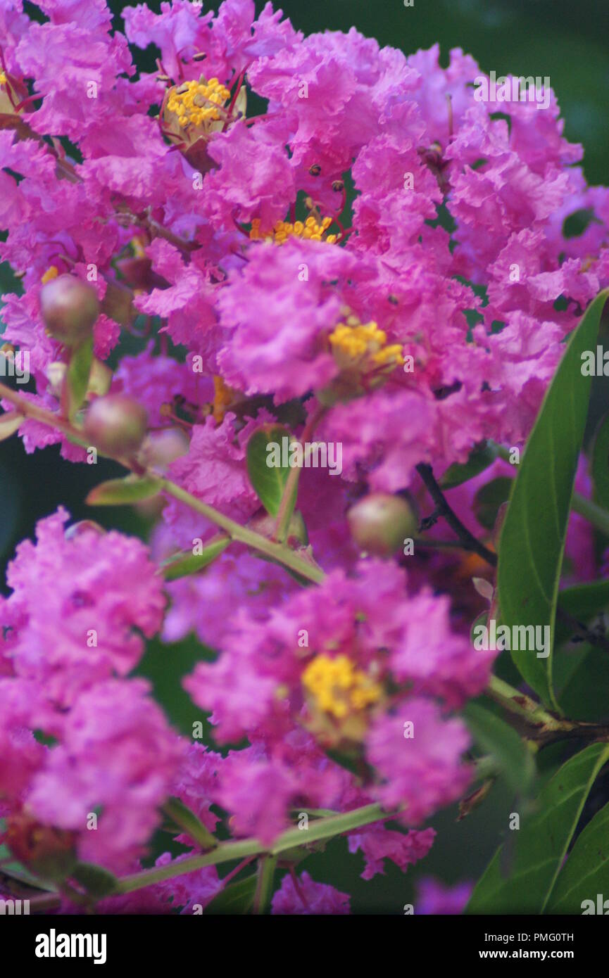 gros plan d'une fleur rose de Lagerstroemia indica Lythraceae Lilas des Indes, lilas d'été, myrte de crêpe, close-up of a pink flower of crape myrtle, Stock Photo