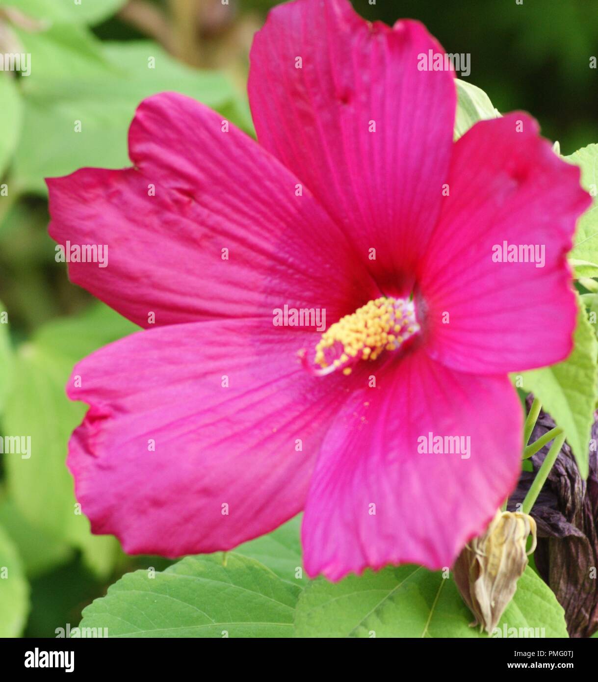 gros plan d'une fleur rose d'Hibiscus moscheutos Hibiscus des marais, close-up of Hibiscus moscheutos pink flower, rose mallow, swamp rose-mallow,crim Stock Photo