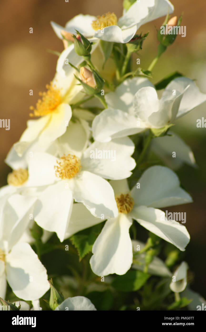 gros plan de fleurs blanches de Rosa multiflora Rosaceae Églantier multiflore, Rosier multiflore, close-up of a white flower Rosa multiflora (syn. Ros Stock Photo