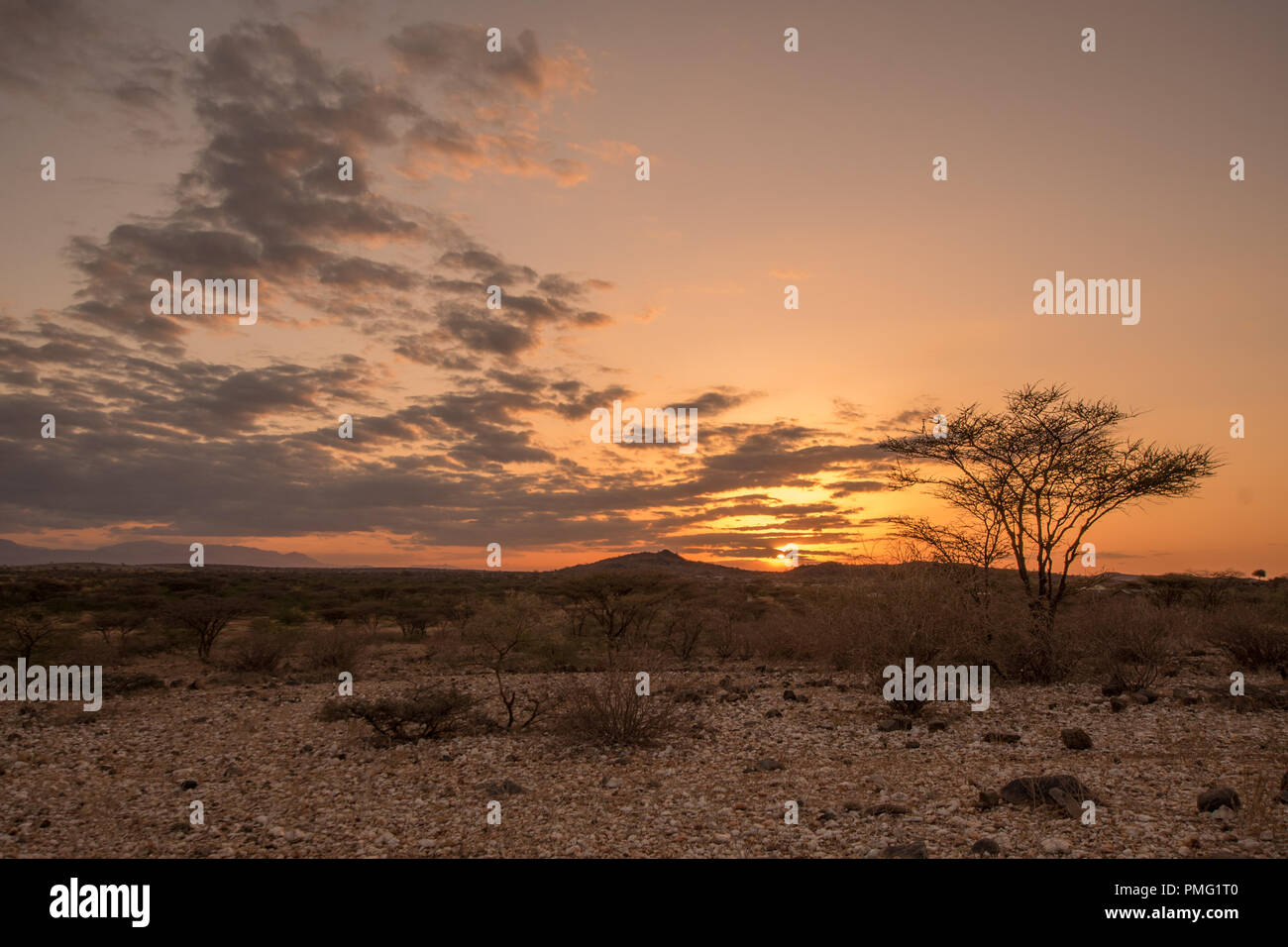 Sunset through the clouds over an arid desert landscape of sand and thorny shrubs, with a single tree in the foreground. Near Marsabit, Kaisut Desert, Stock Photo