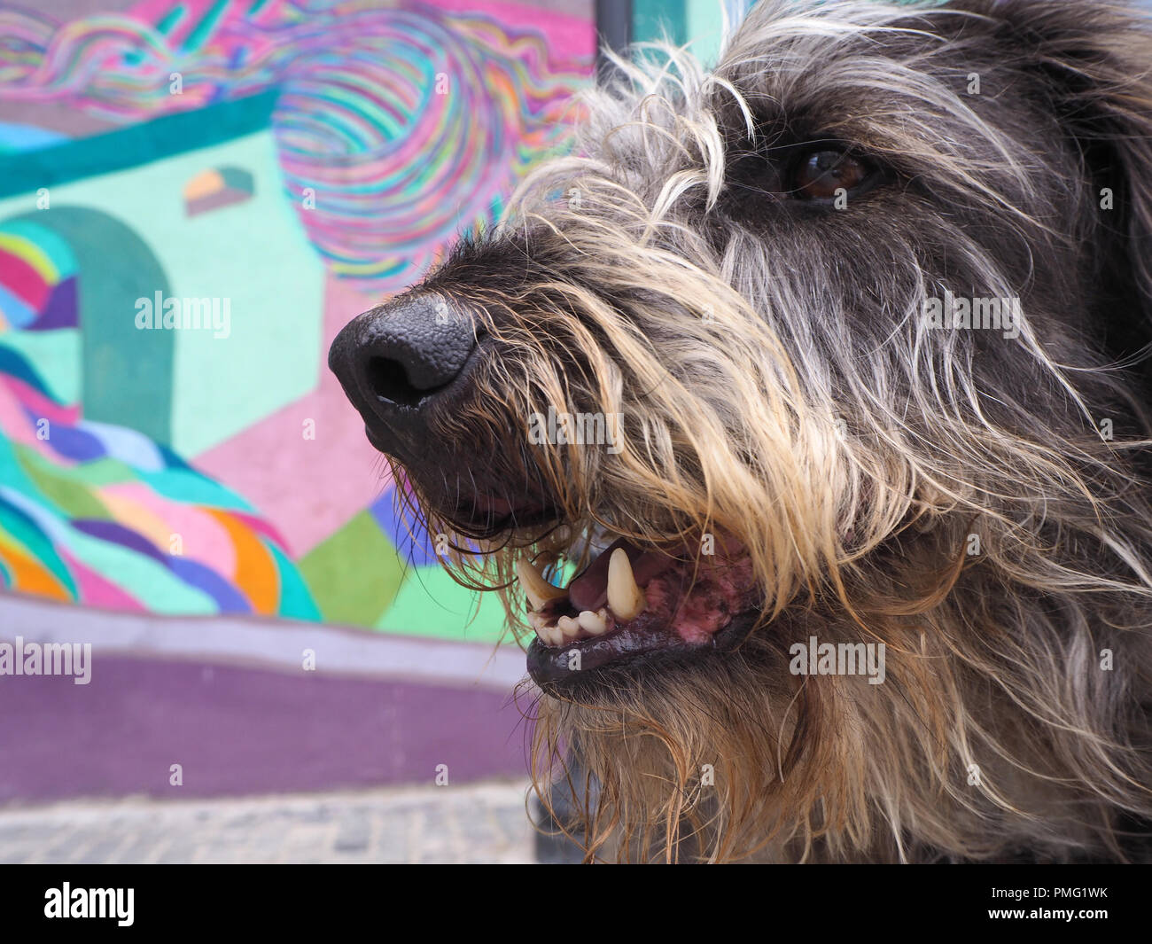 portrait of a mixed-breed dog in front of a colored wall Stock Photo