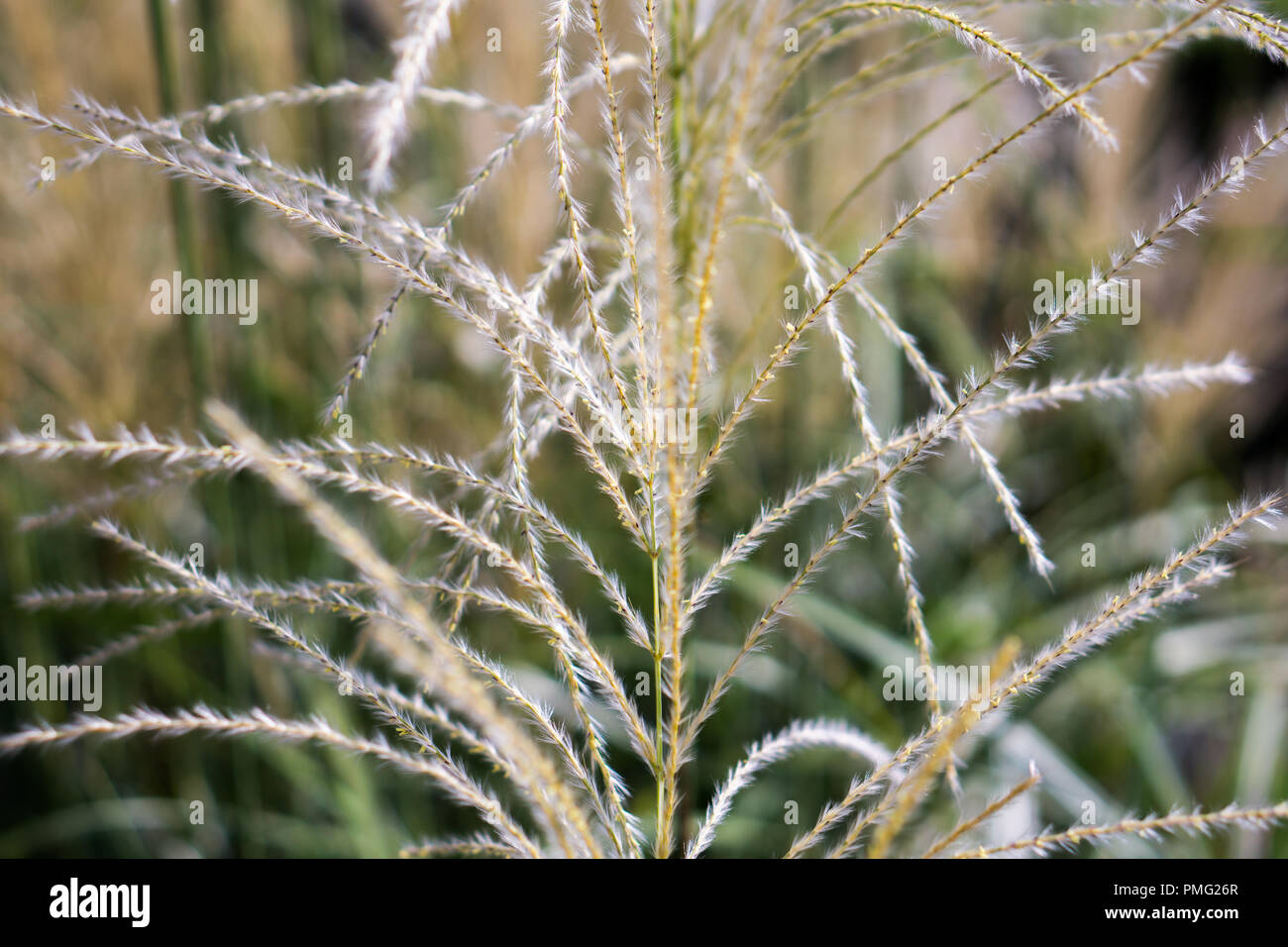 Reed plant on focus Stock Photo - Alamy