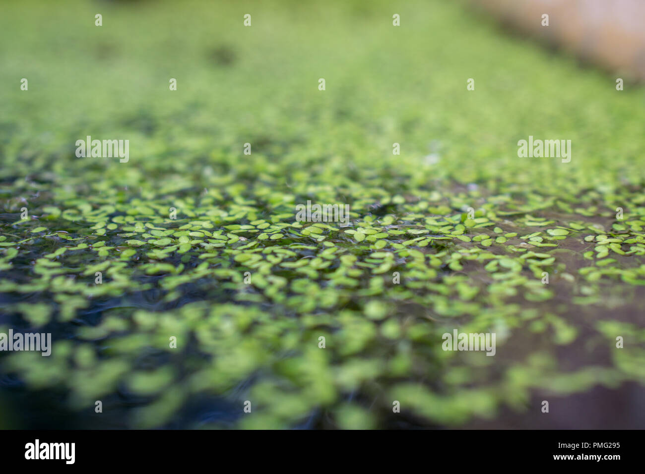 Duckweeds covering a small pond Stock Photo